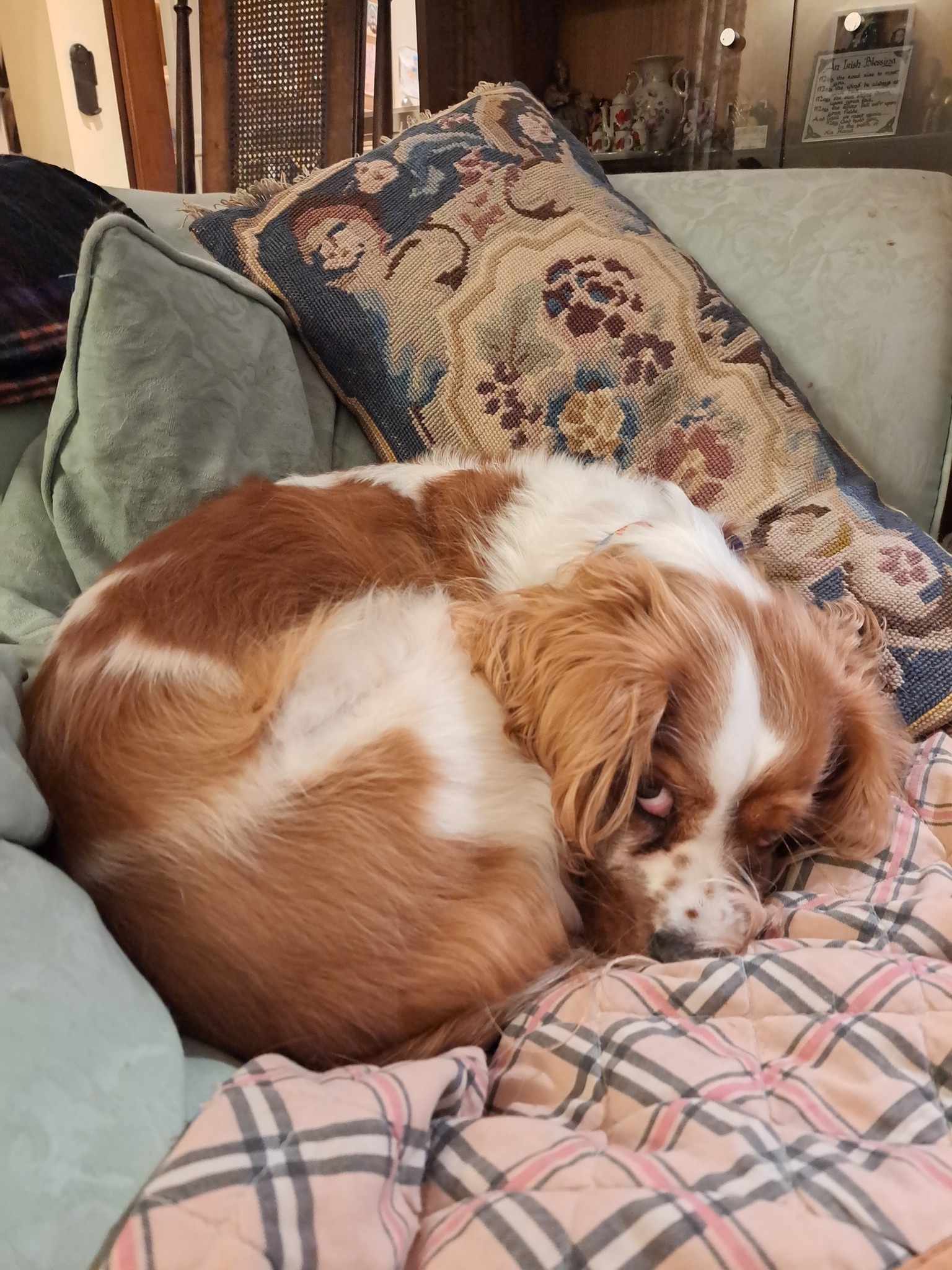 A ginger and white spaniel, curled up on a sofa, looks at the camera out of the corner of her eye.