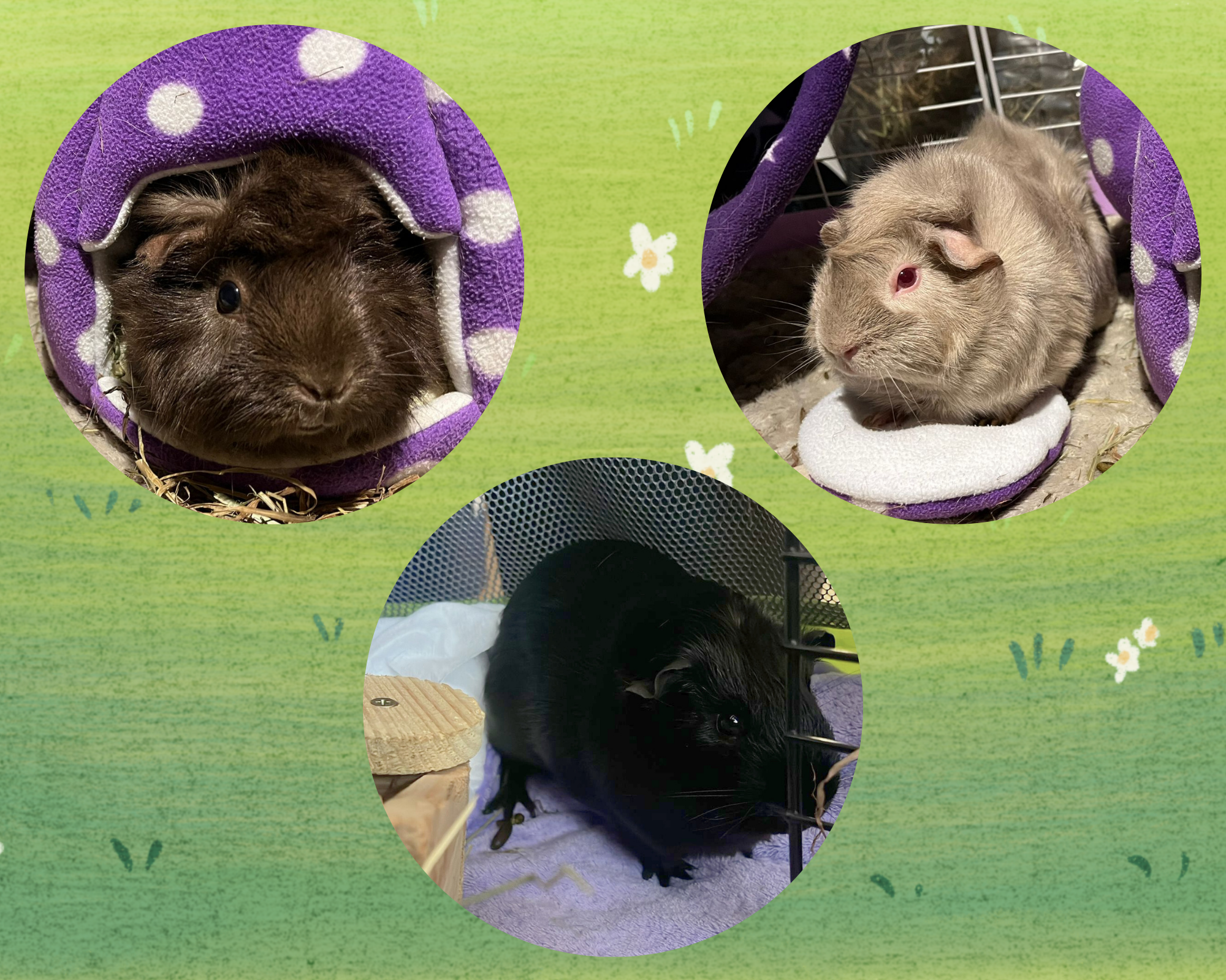 Three guinea pigs in circles on a grassy background. One is brown, one is cream and one is black.