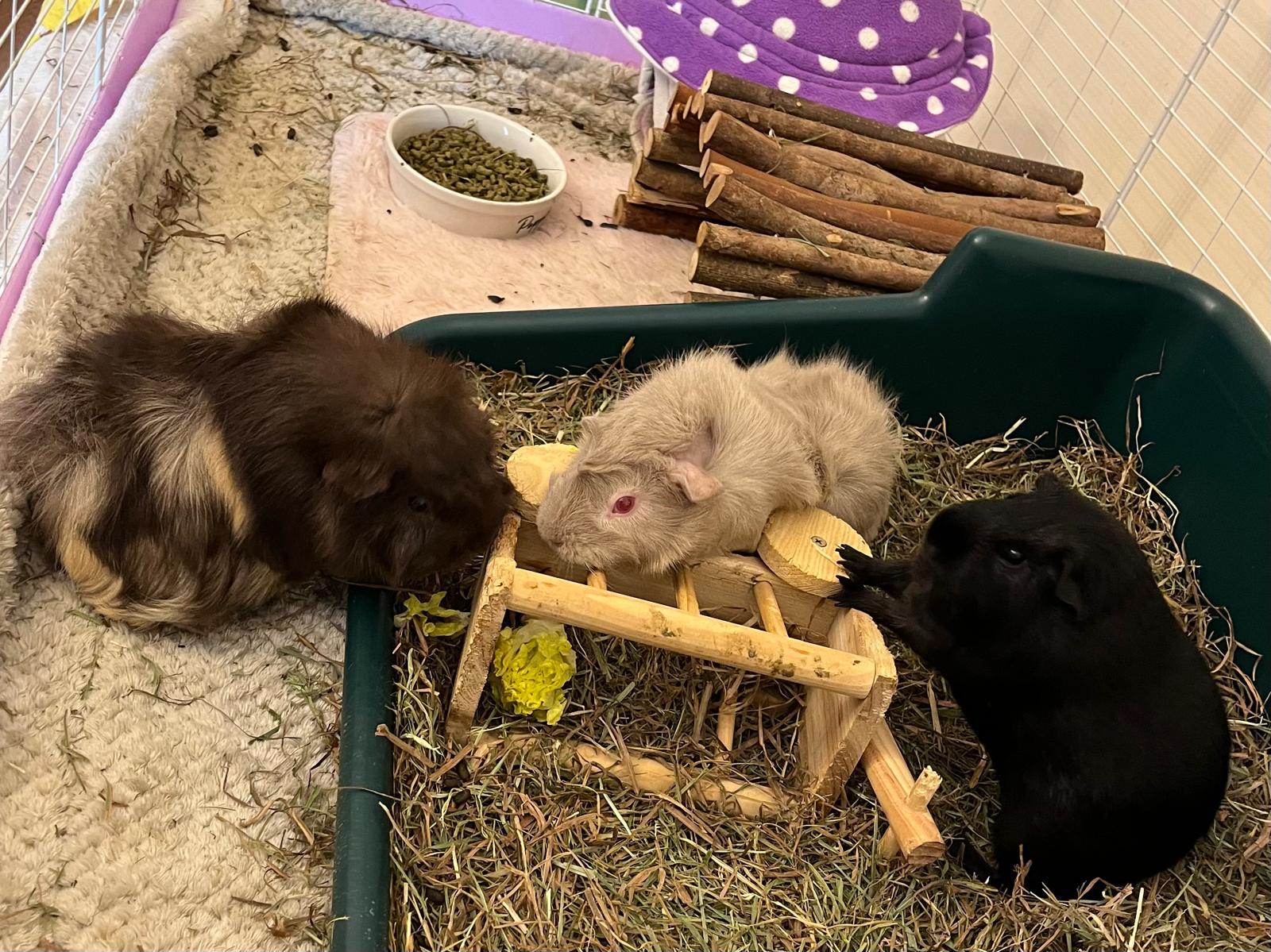 Three guinea pigs in circles on a grassy background. One is brown, one is cream and one is black.