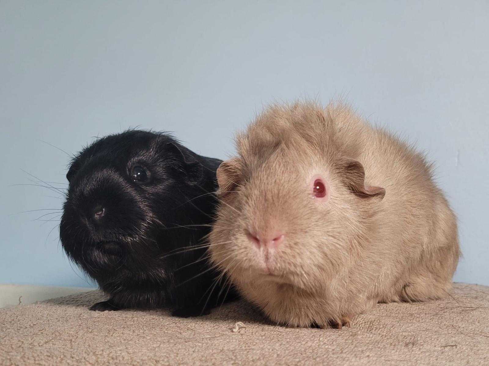 Tuppence and Boba A black and a beige guinea pig looking very cute