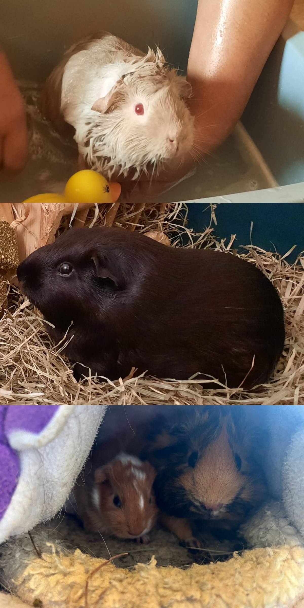 A triptych of guinea pig photos: one white pig having a bath, one black pig in some hay, and two ginger pigs (one a baby) cuddled in a hidey.