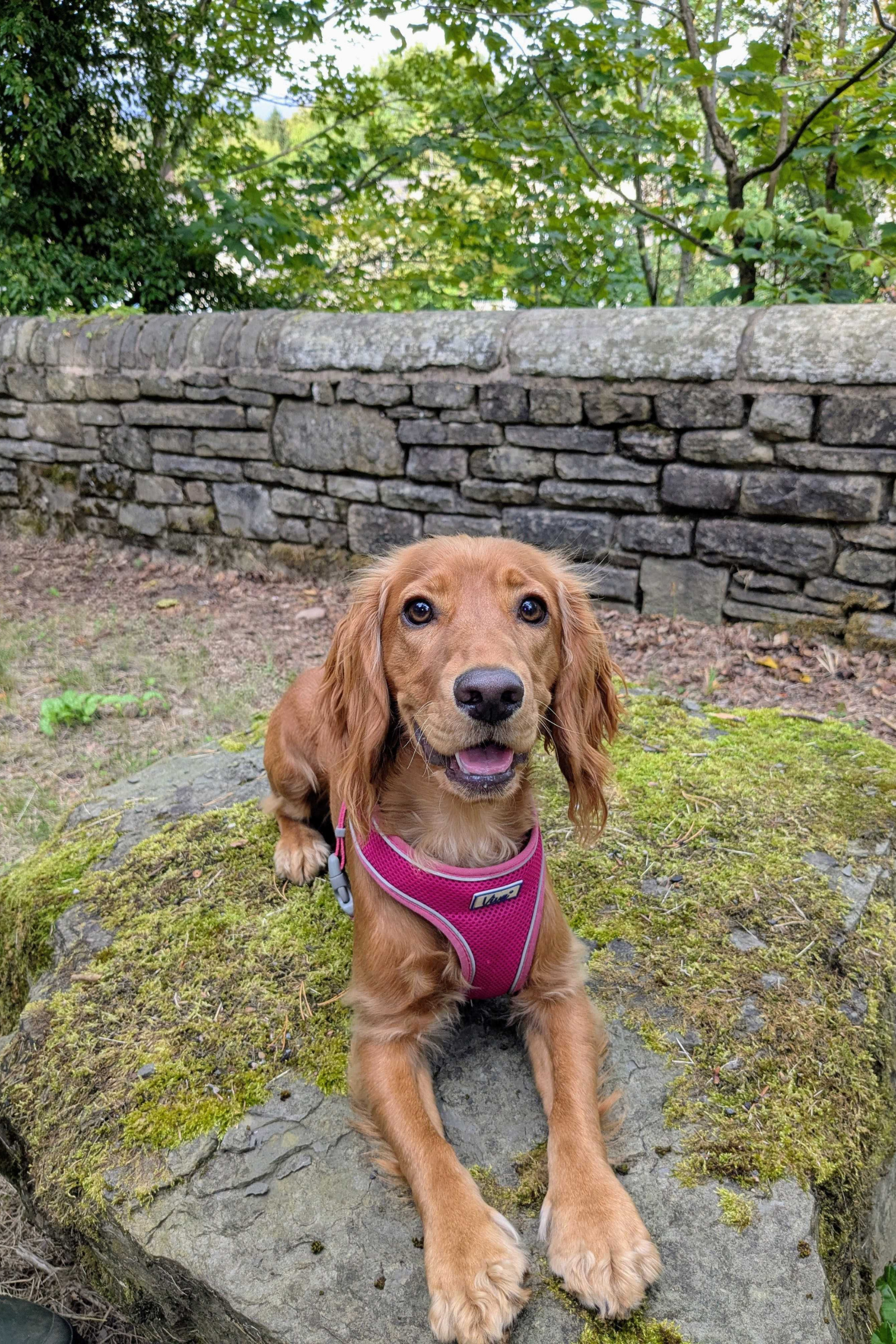 A golden cocker spaniel in a red harness grins at the camera with her tongue slightly visible. She is poised on a mossy rock in front of a stone wall and some trees.